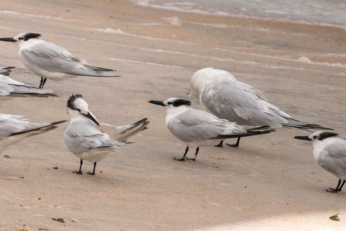 Sandwich Tern - ML646606723