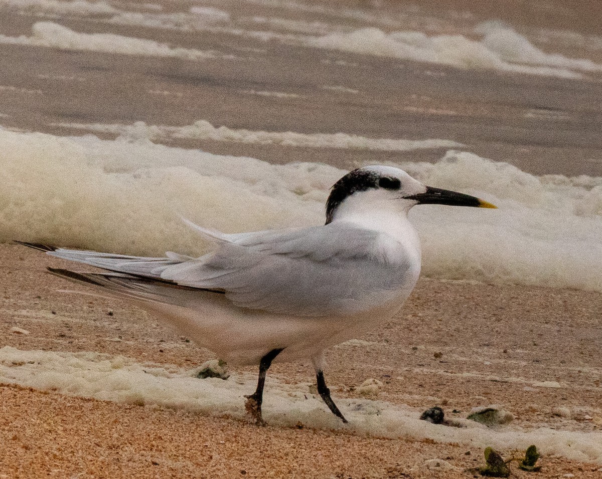Sandwich Tern - ML646606724