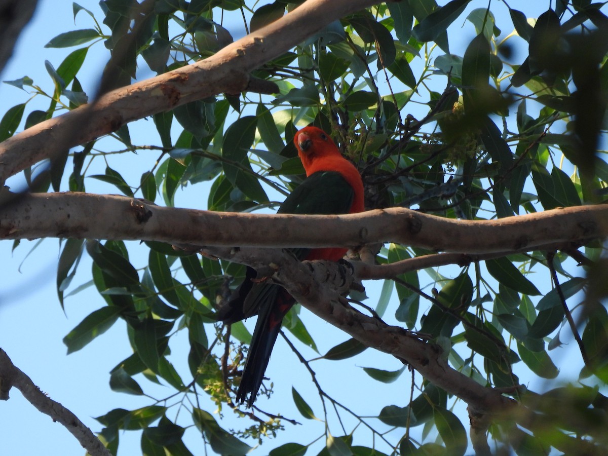 Australian King-Parrot - ML646606725