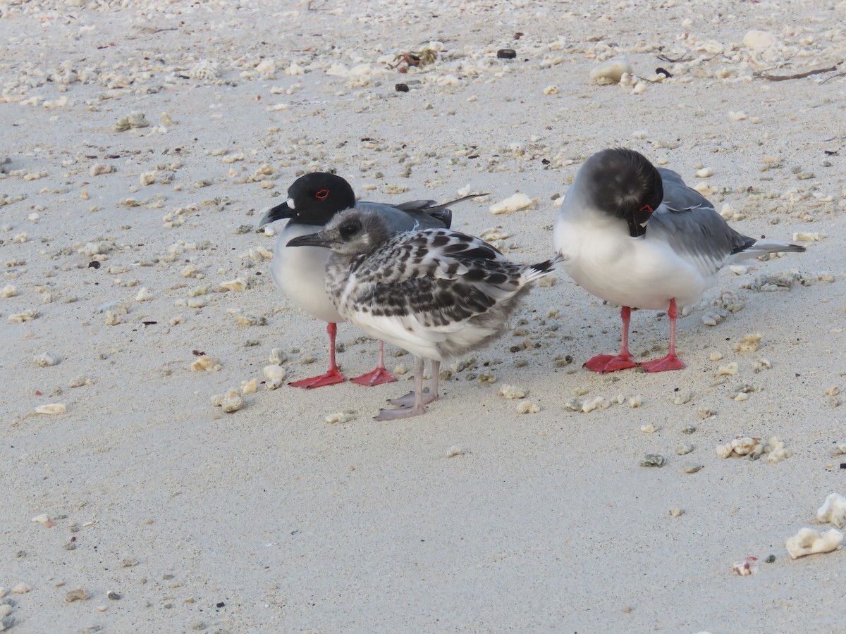 Swallow-tailed Gull - ML646606726
