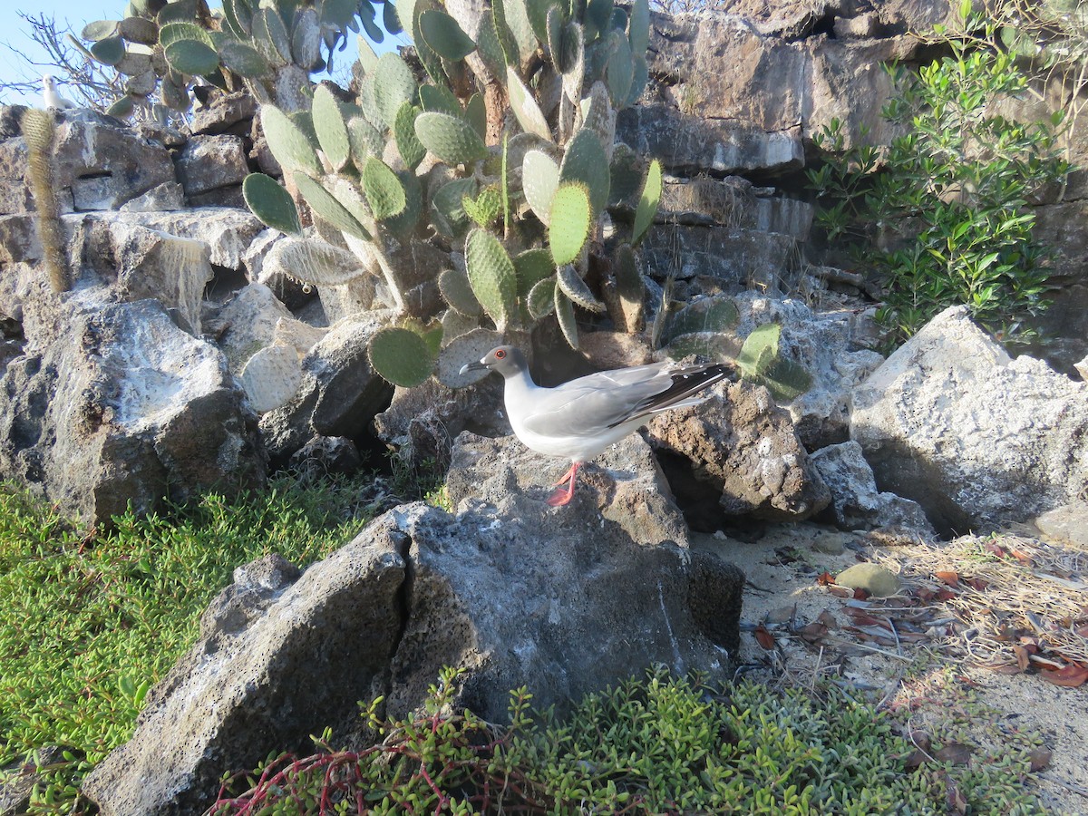 Gaviota Tijereta - ML646606727