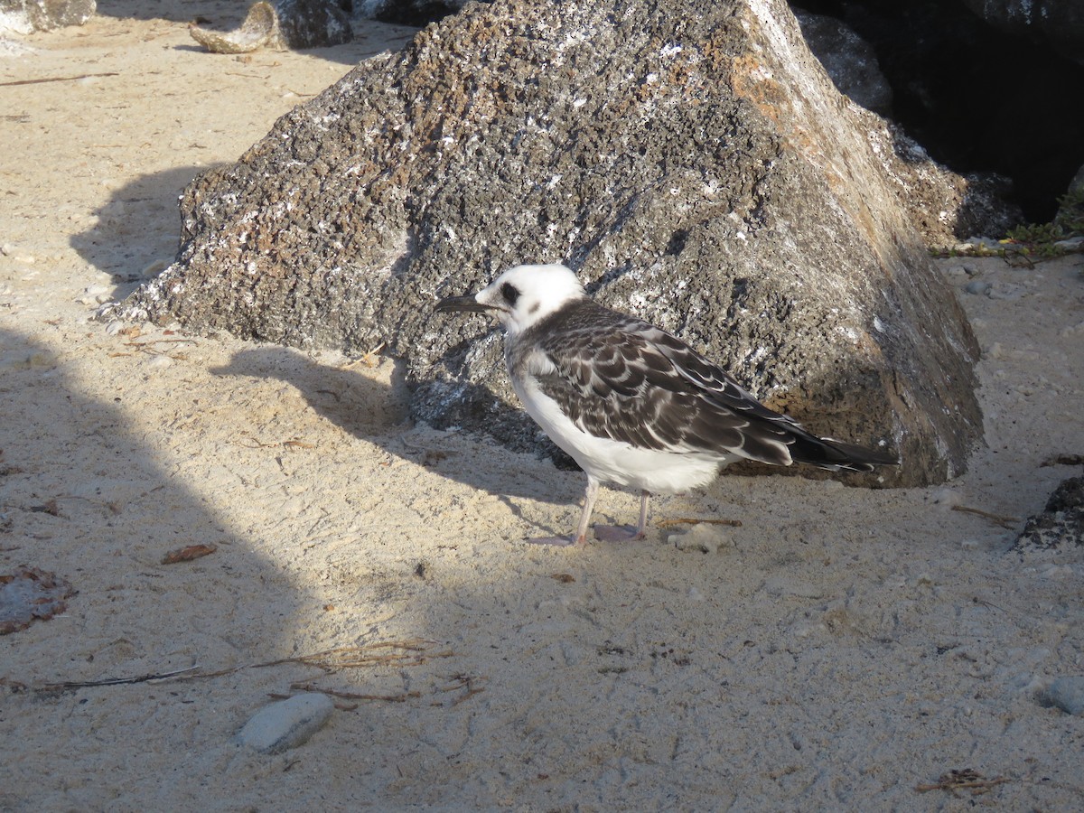 Swallow-tailed Gull - ML646606728