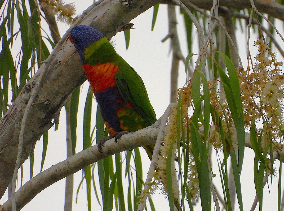 Rainbow Lorikeet - ML646606729