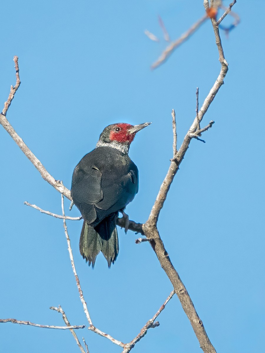 Blutgesichtspecht - ML646606732