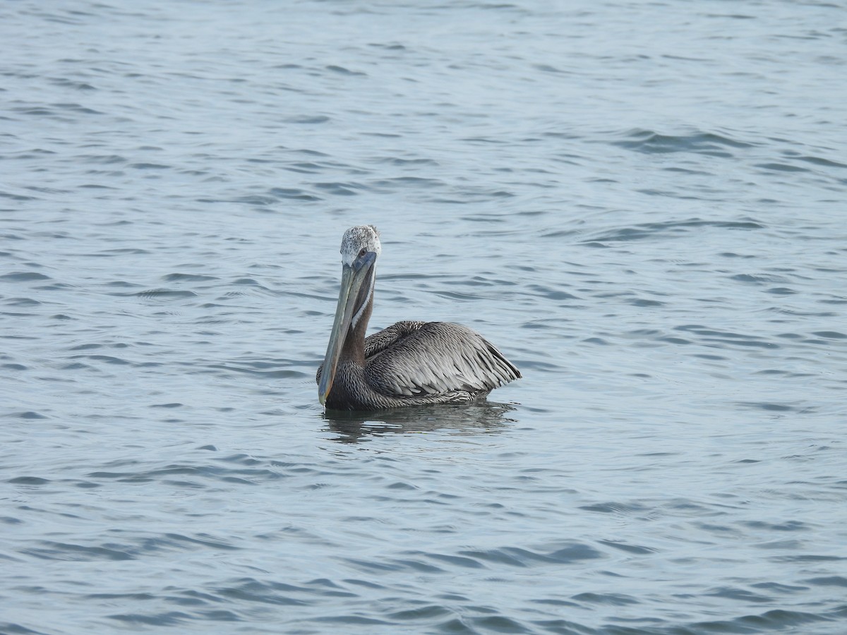 Brown Pelican - ML646606734