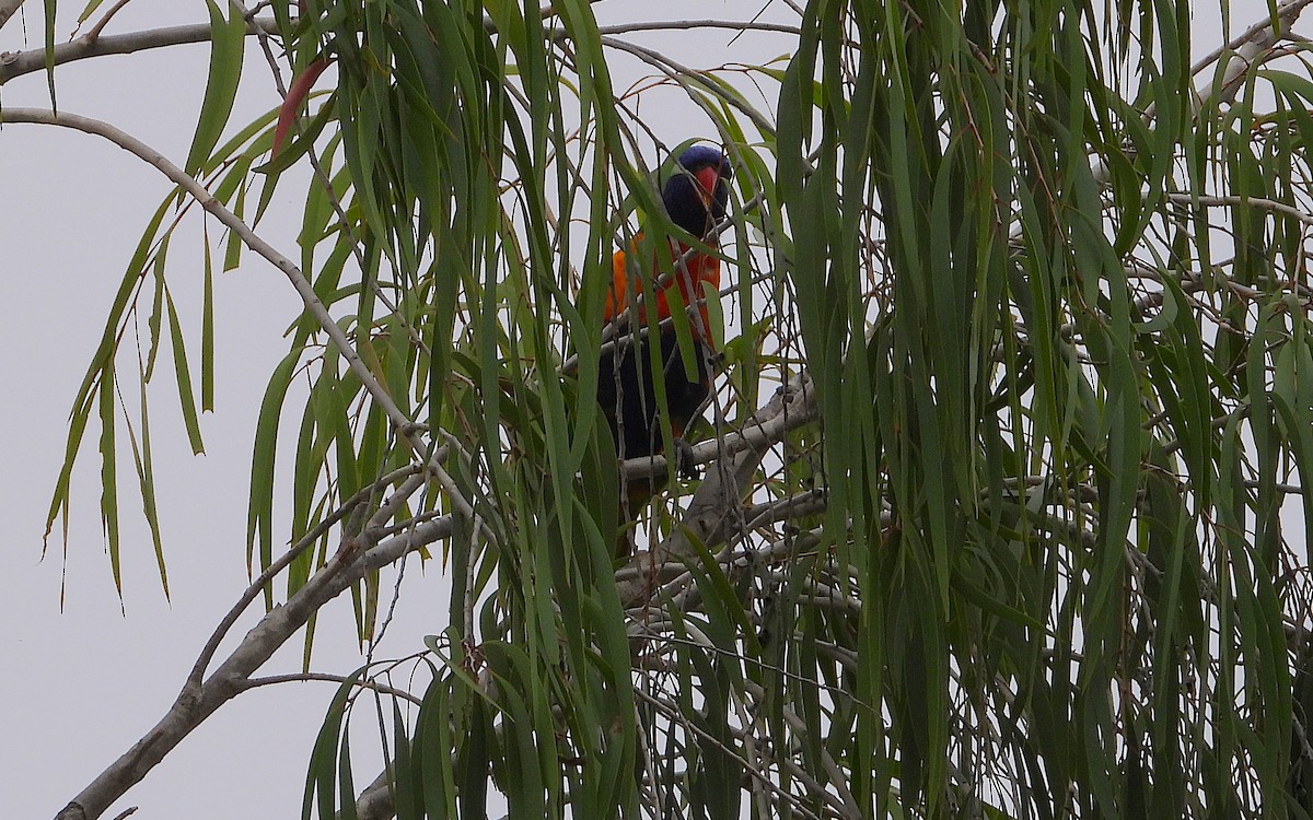 Rainbow Lorikeet - ML646606737