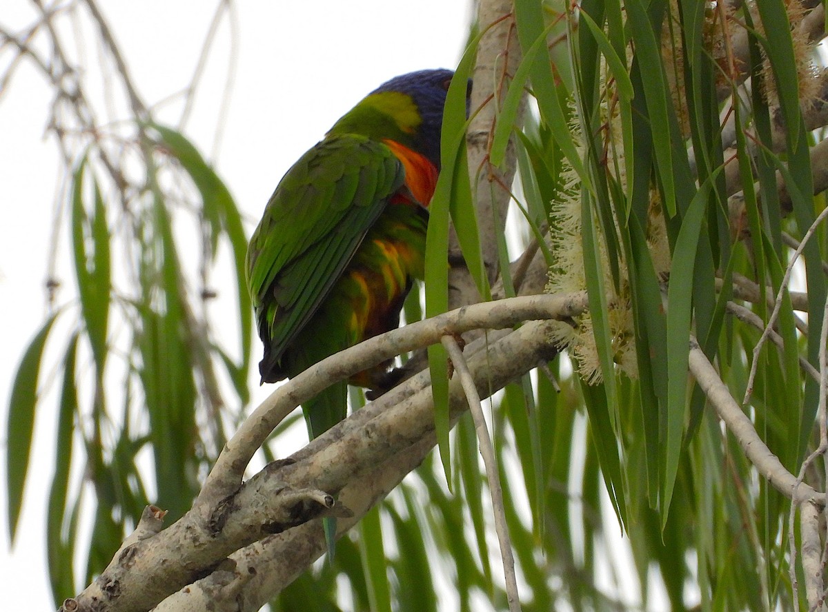 Rainbow Lorikeet - ML646606738