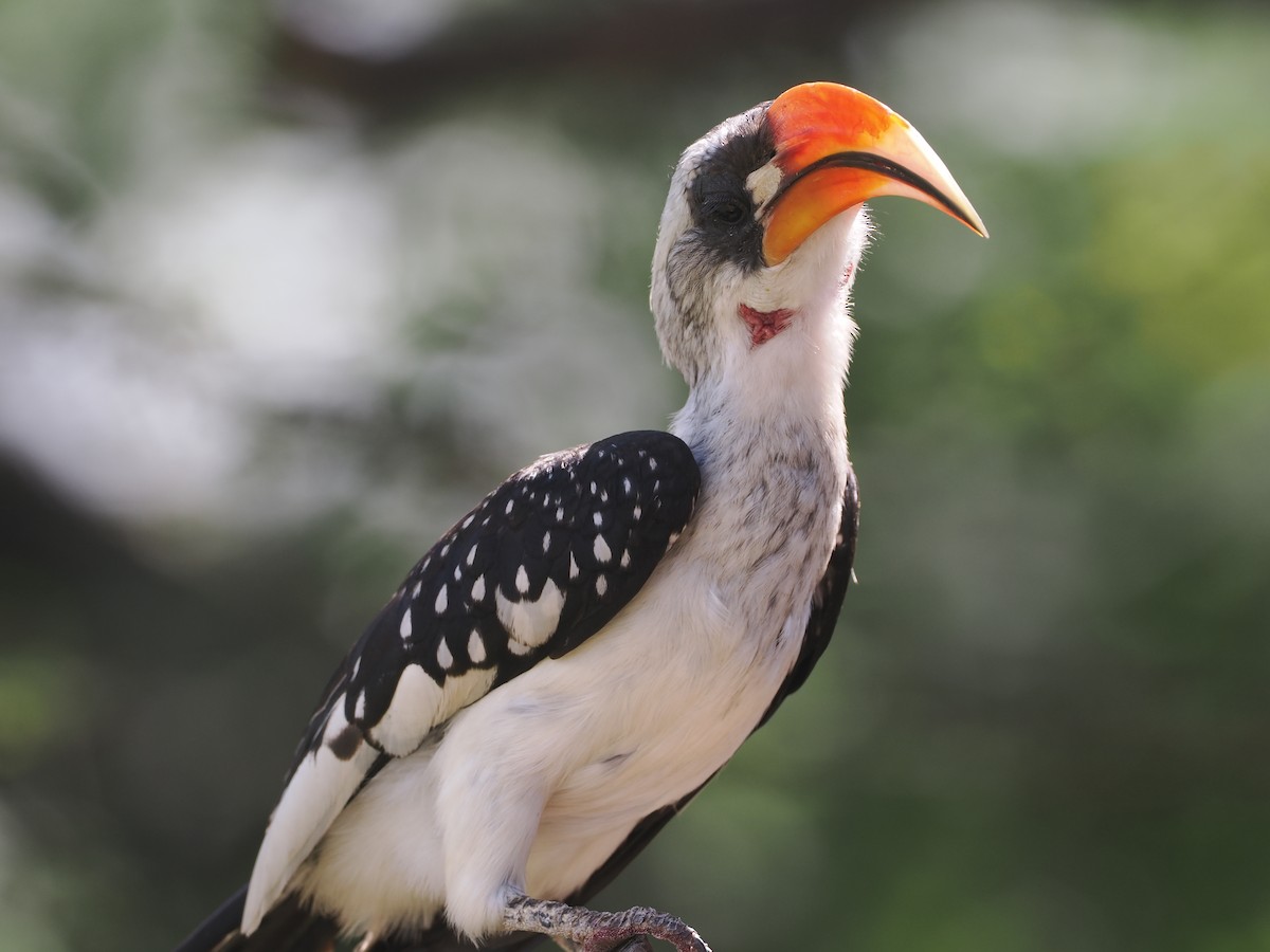 Jackson's Hornbill - ML646606739
