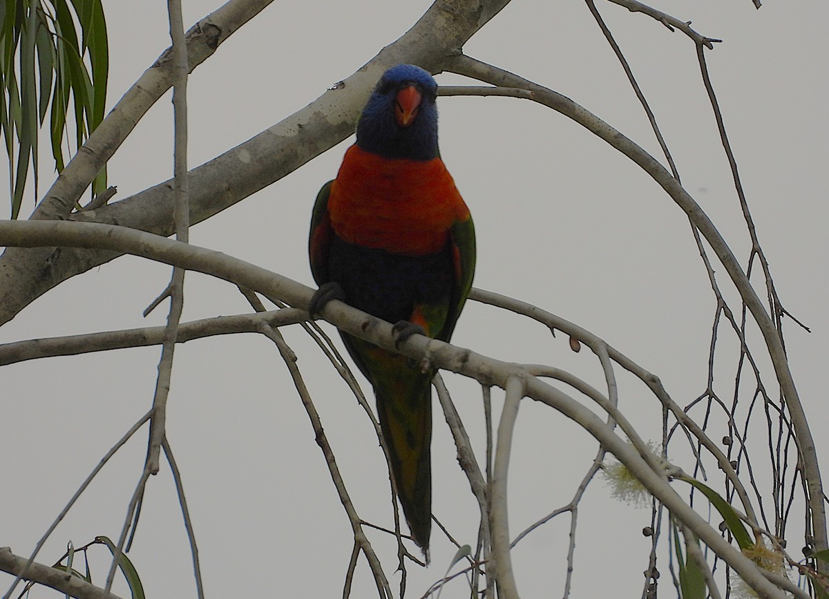 Rainbow Lorikeet - ML646606740