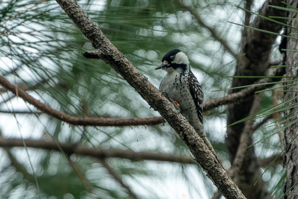 Red-cockaded Woodpecker - ML646606741