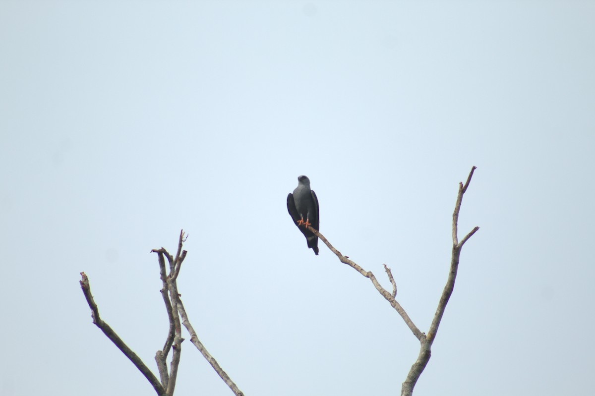 Plumbeous Kite - ML646606751