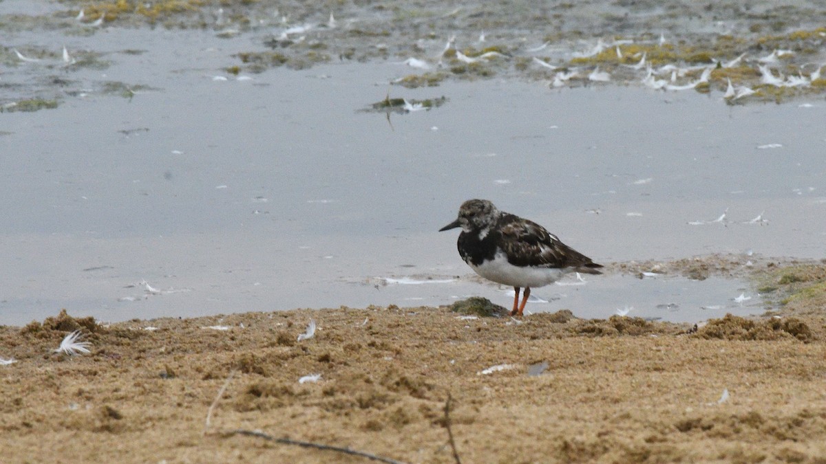 Ruddy Turnstone - ML646606752