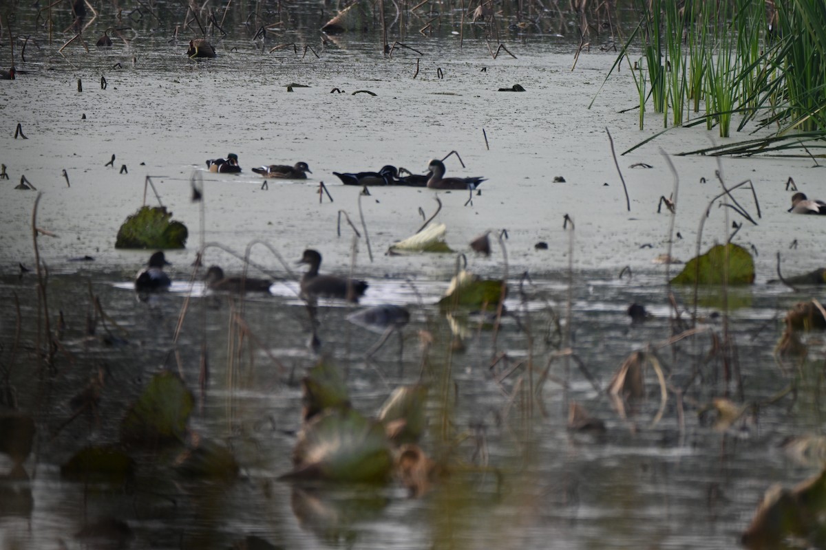 Wood Duck - ML646606753