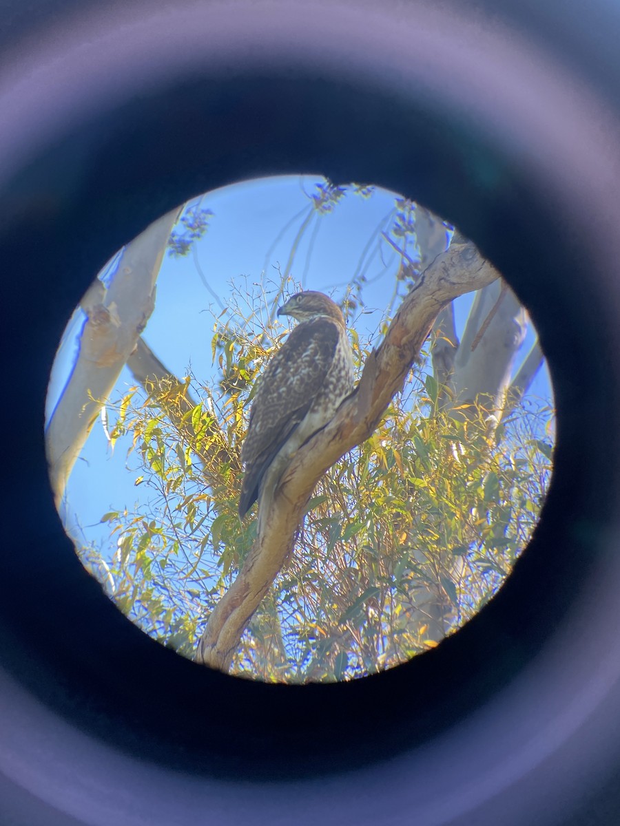 Red-tailed Hawk - ML646606754
