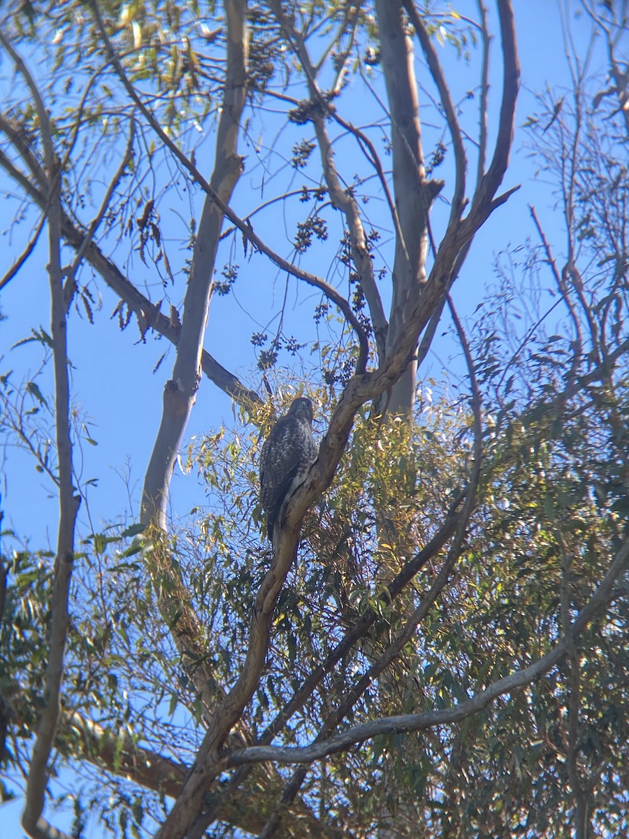 Red-tailed Hawk - ML646606755