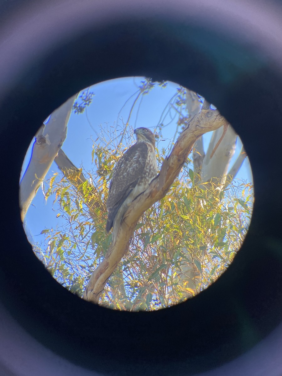 Red-tailed Hawk - ML646606756