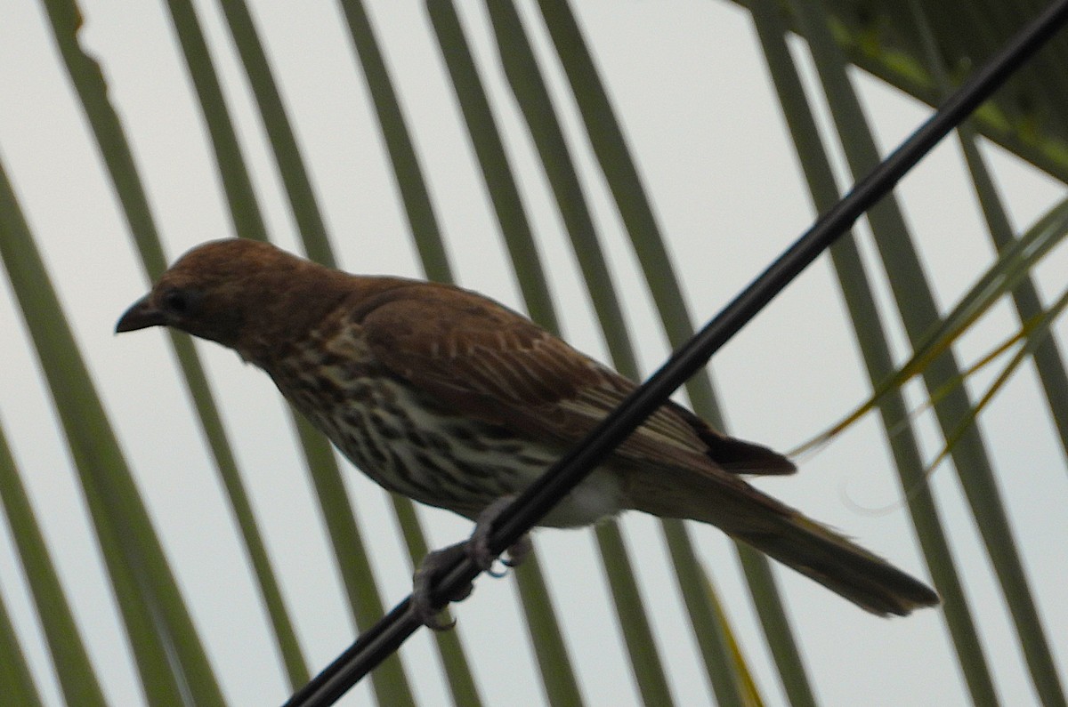 Australasian Figbird - ML646606759