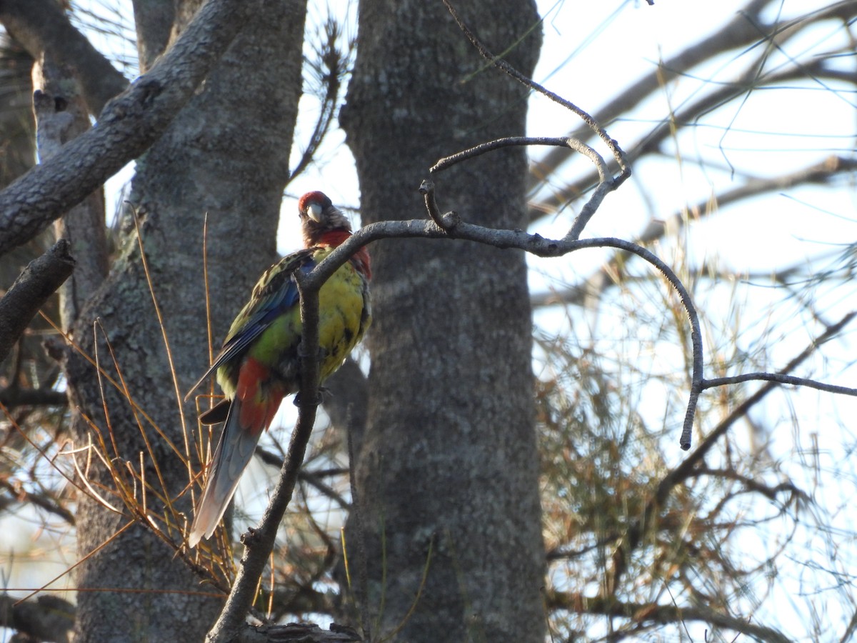 Eastern Rosella - ML646606760