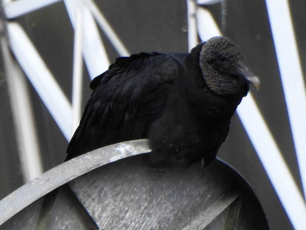 Black Vulture - ML646606761