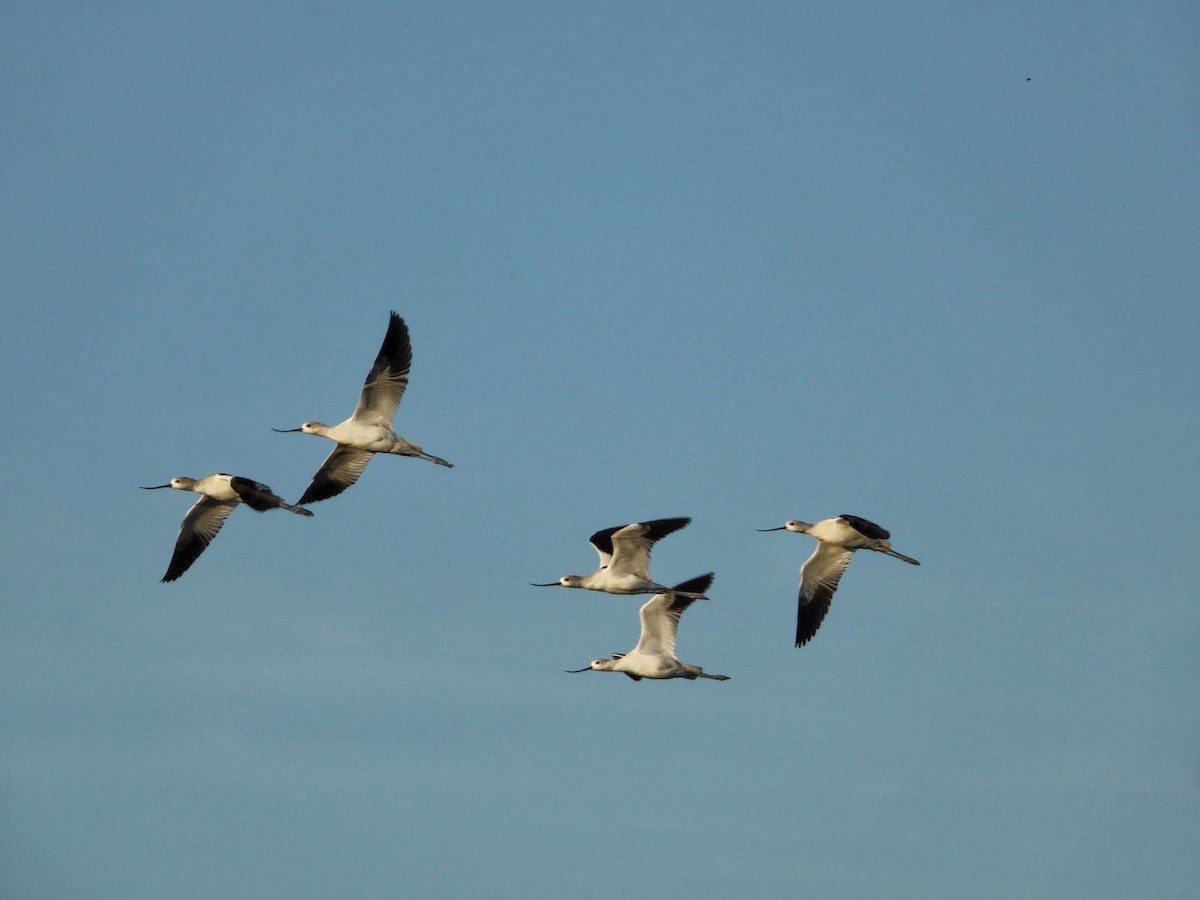 American Avocet - ML646606762