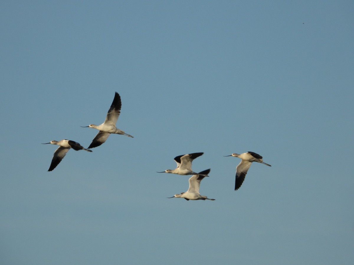 American Avocet - ML646606763