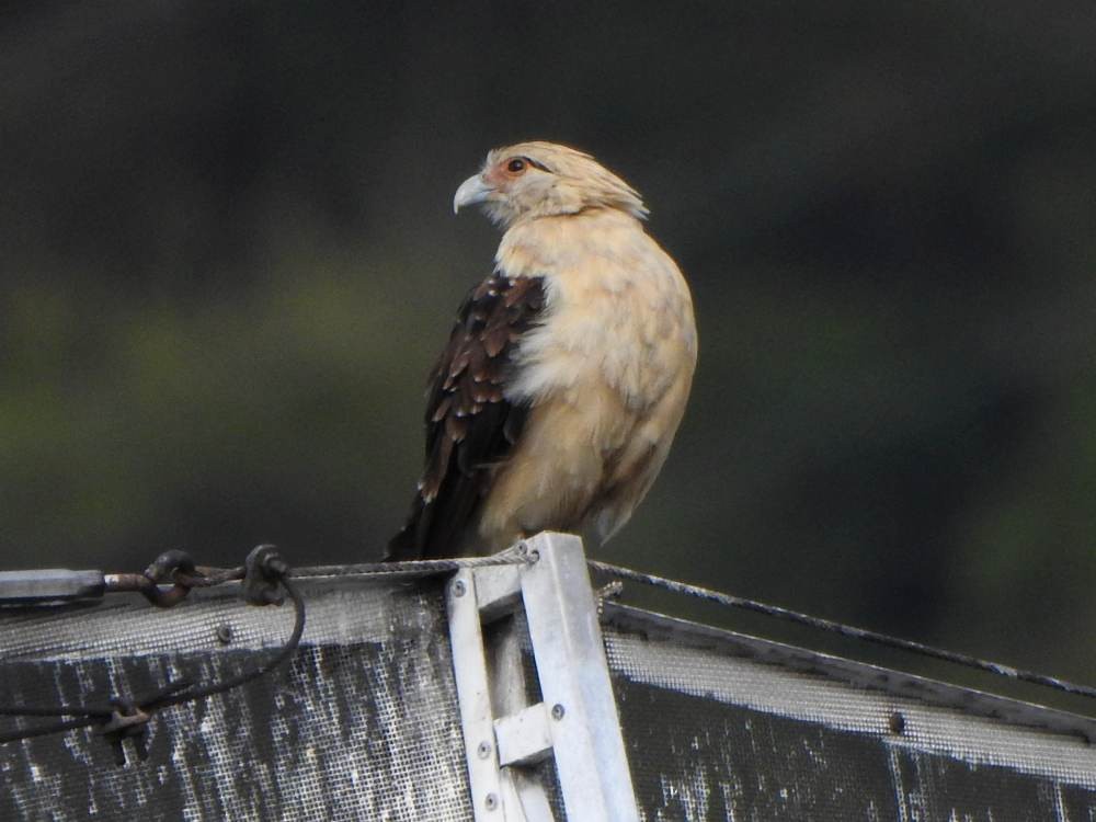 Yellow-headed Caracara - ML646606765