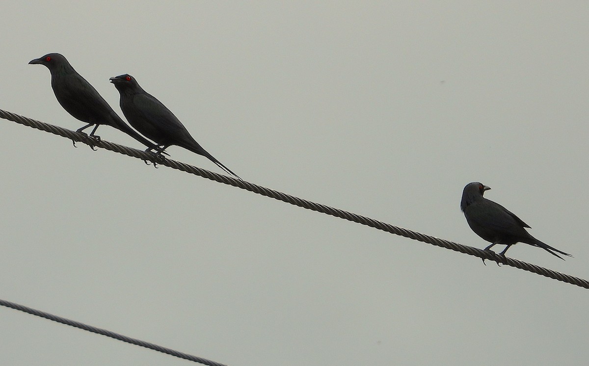 Metallic Starling - ML646606766