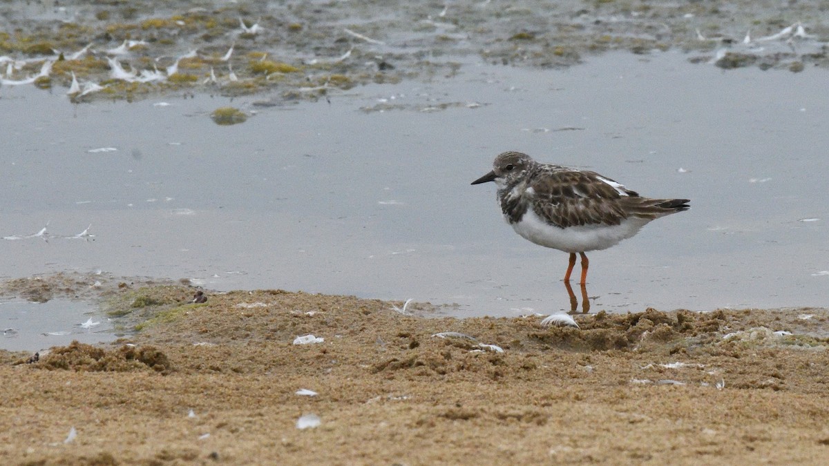 Ruddy Turnstone - ML646606767