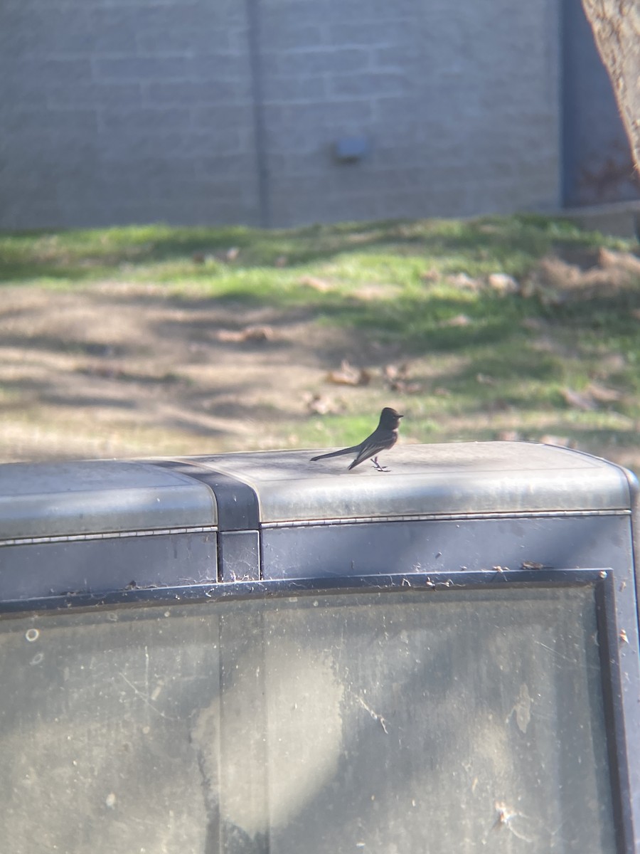 Black Phoebe - ML646606768