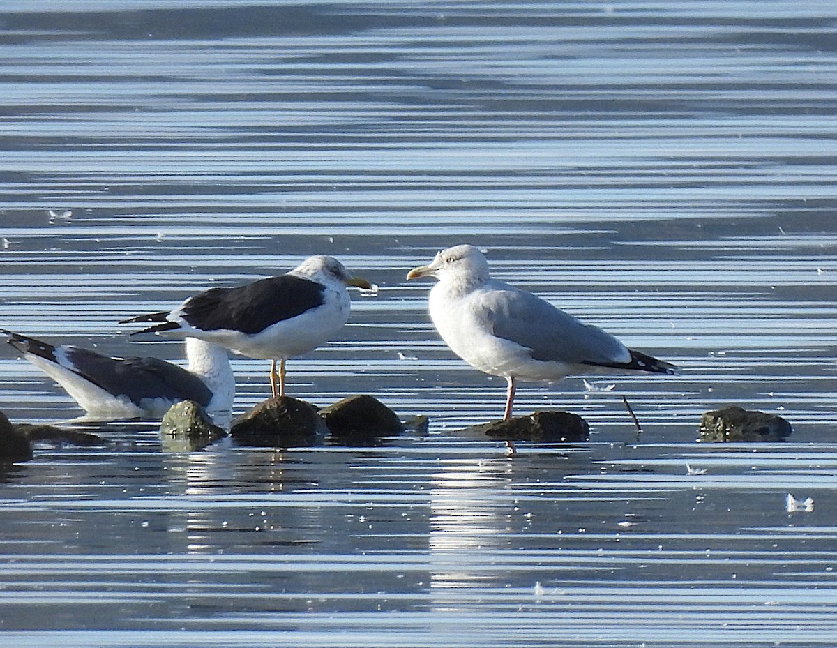 European Herring Gull - ML646606769