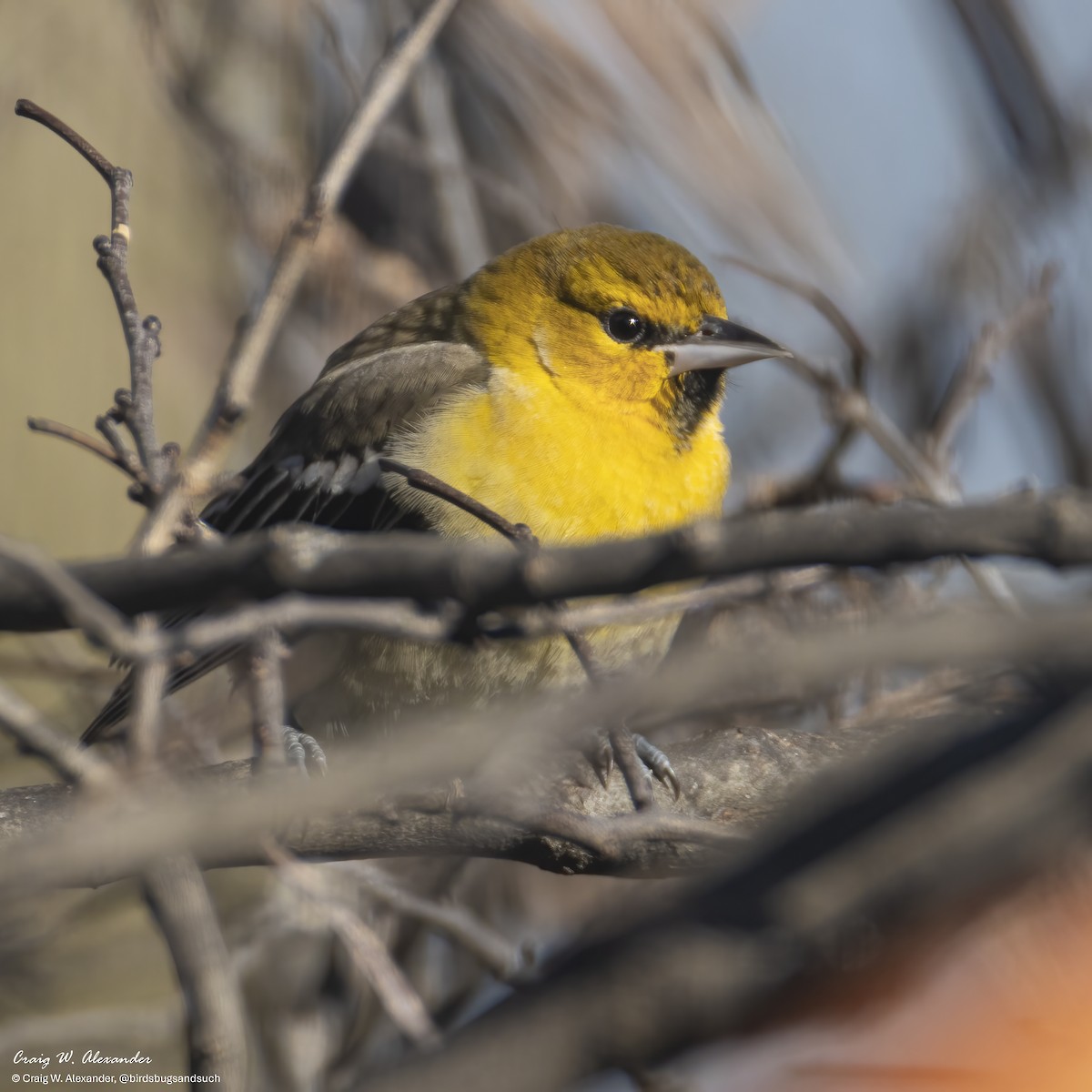 Bullock's Oriole - ML646606770