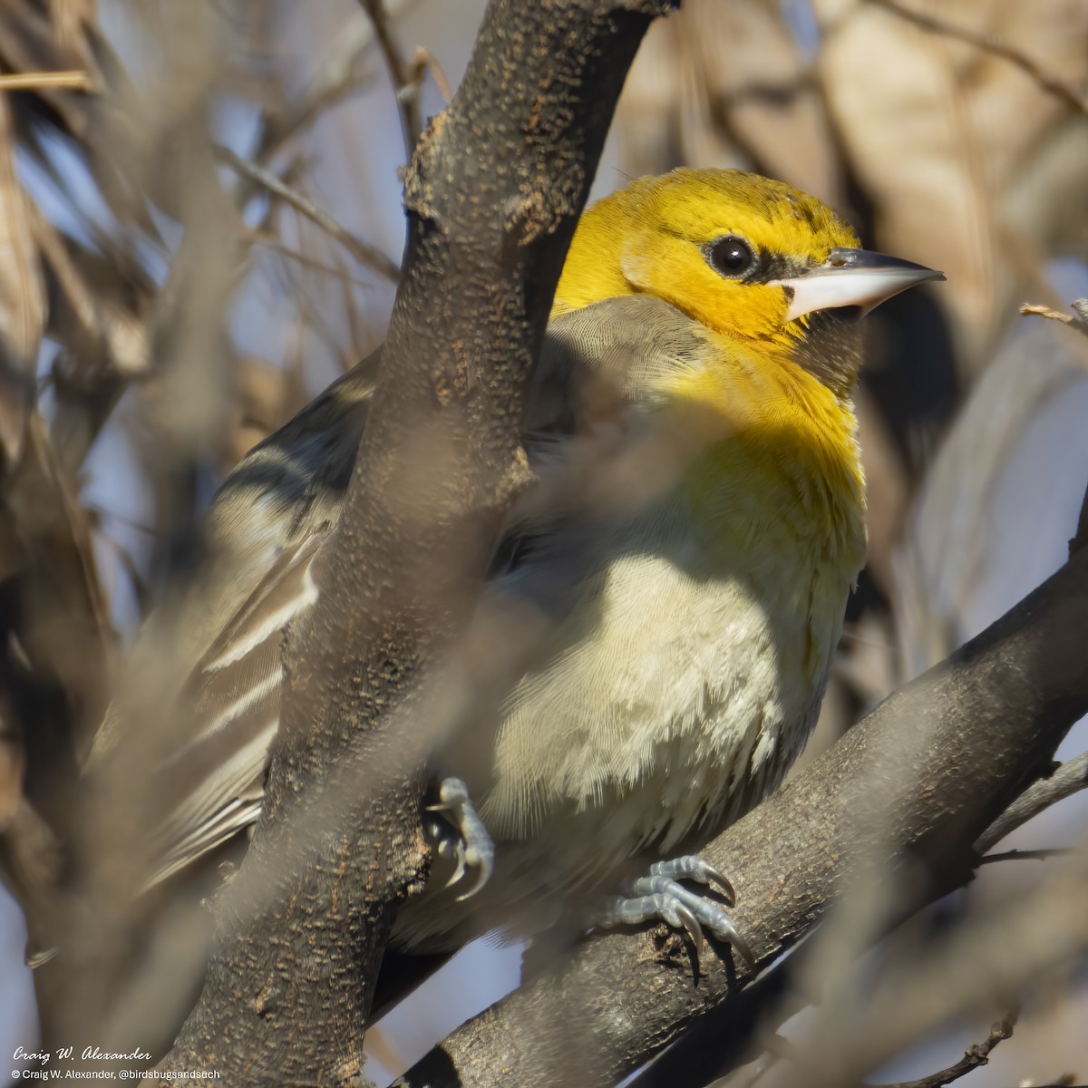 Bullock's Oriole - ML646606771