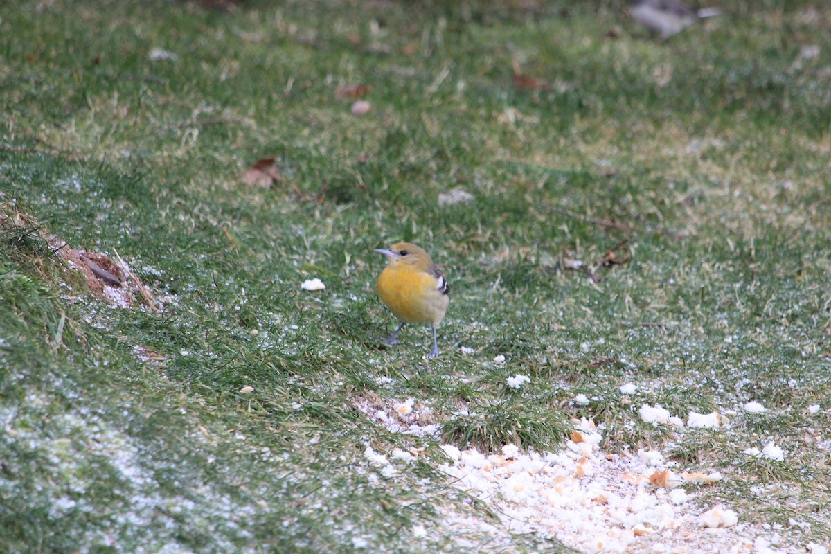 Baltimore Oriole - ML646606772