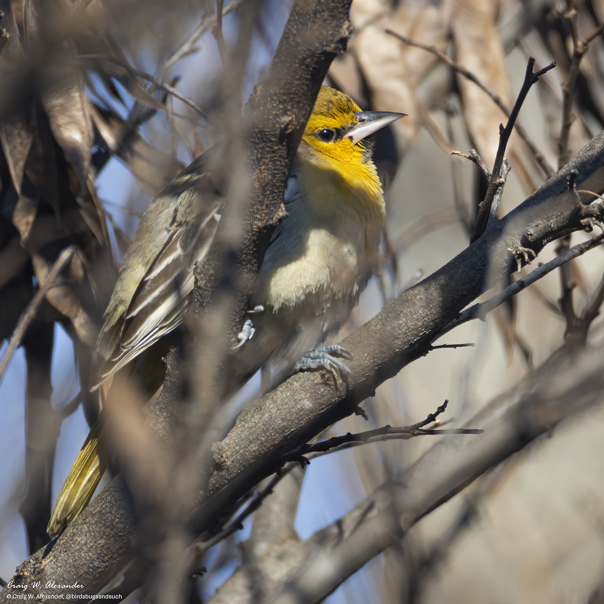 Bullock's Oriole - ML646606773