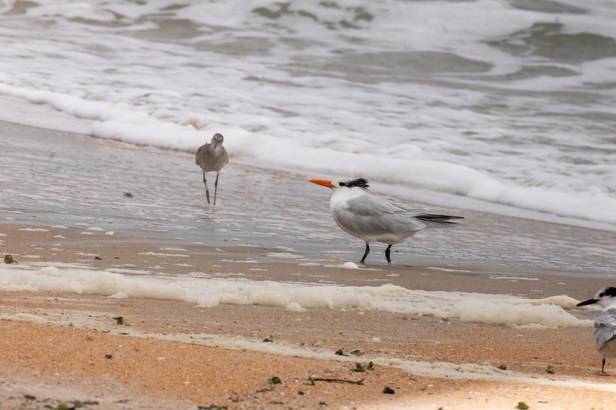 Royal Tern - ML646606775