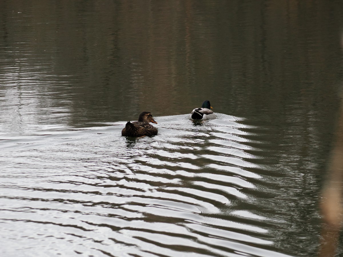 Крижень звичайний - ML646606776