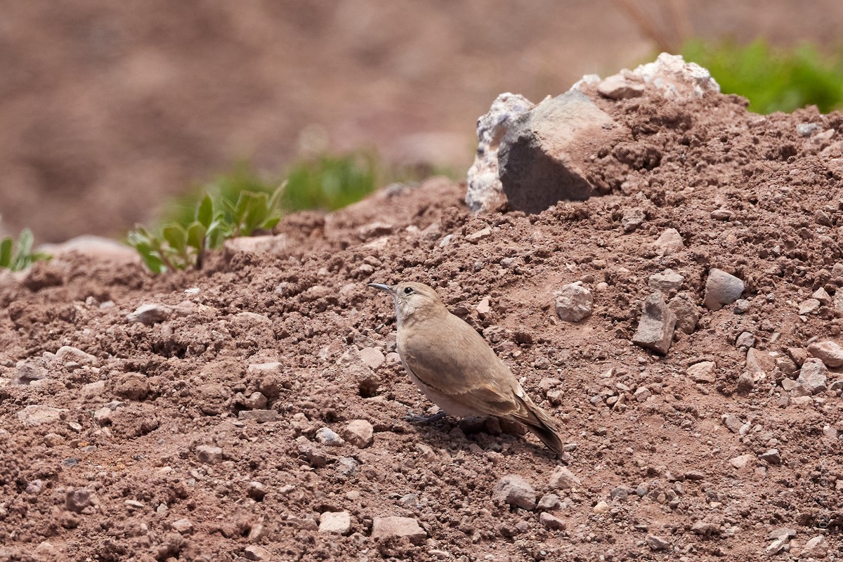 Буланый землекоп - ML646606777