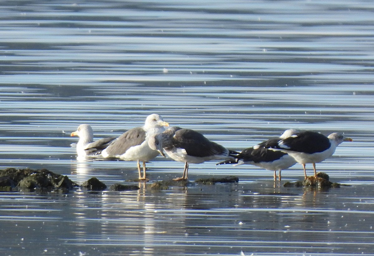 Yellow-legged Gull - ML646606780