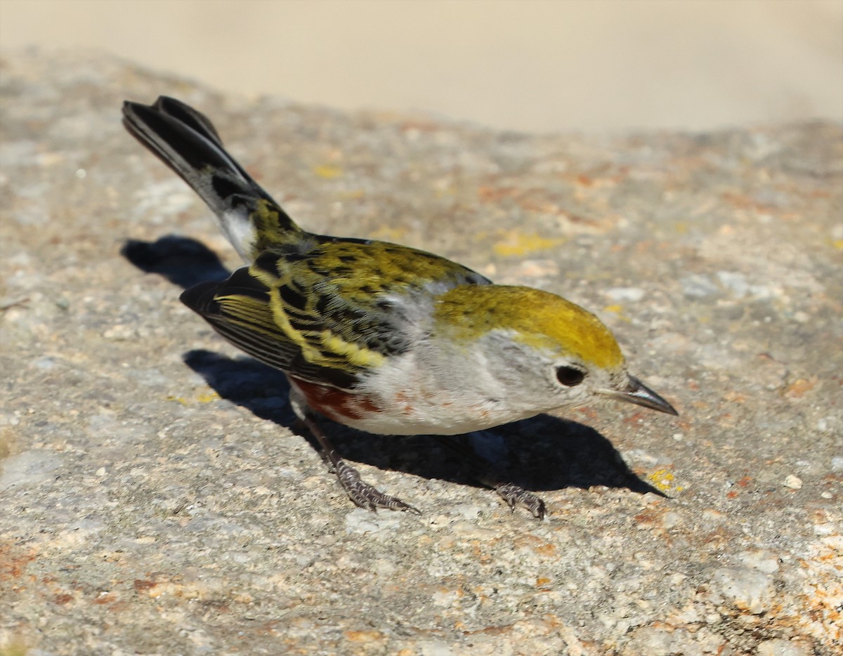 lesňáček rezavoboký - ML646606784