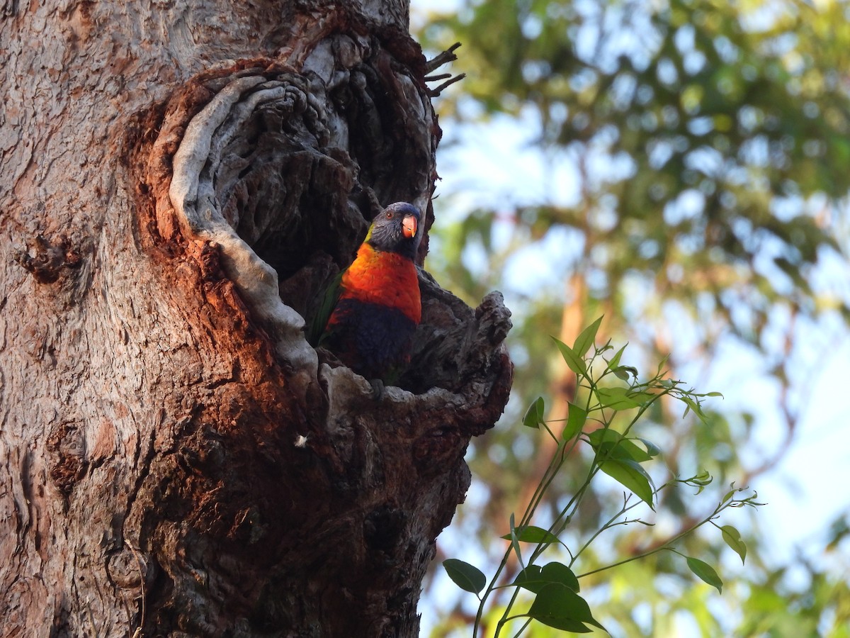 Rainbow Lorikeet - ML646606789