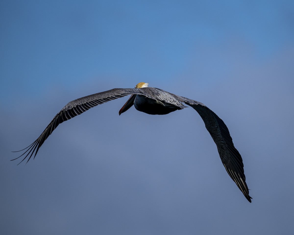 Pélican brun - ML646606793