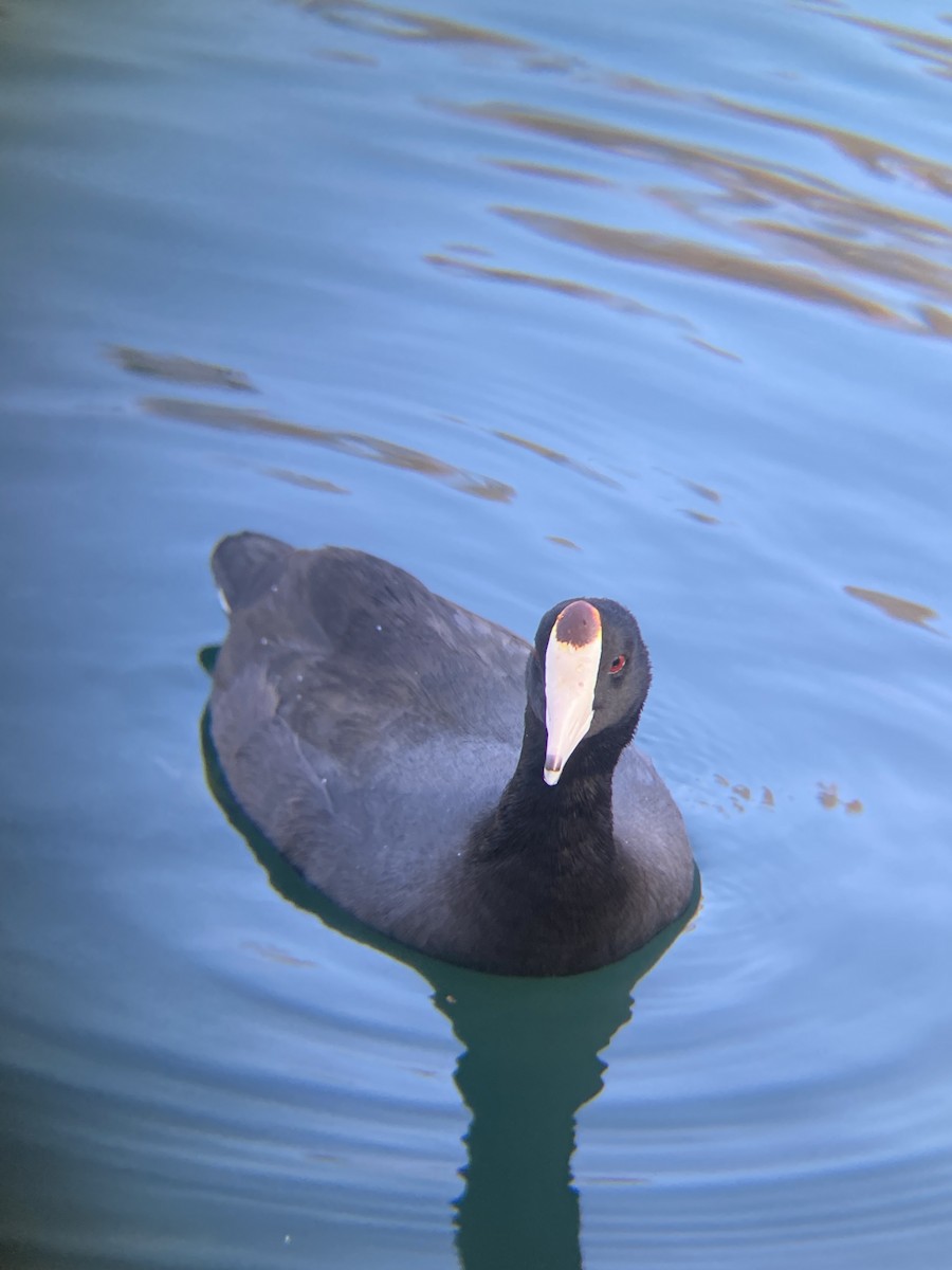 American Coot - ML646606795