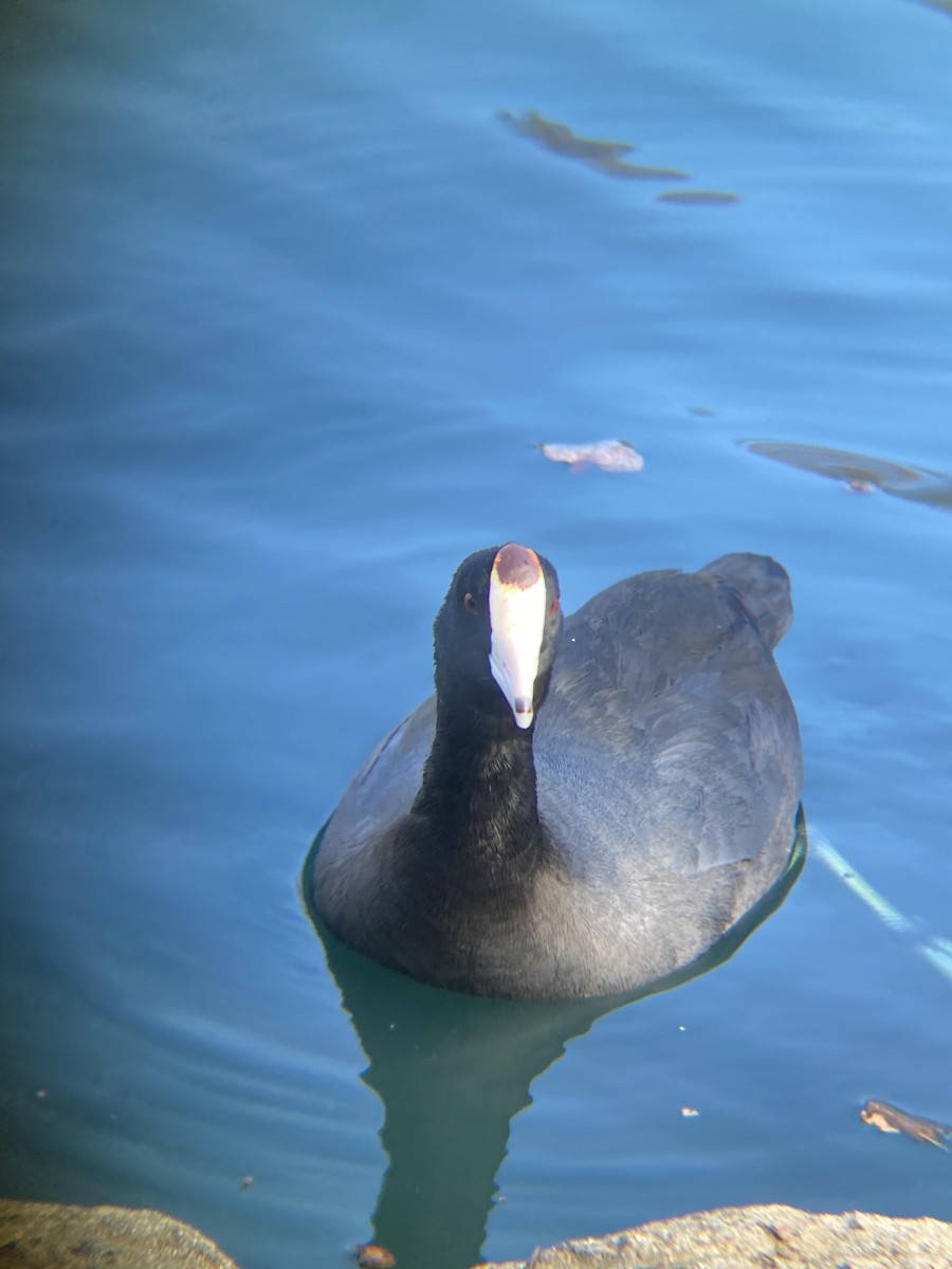 American Coot - ML646606796