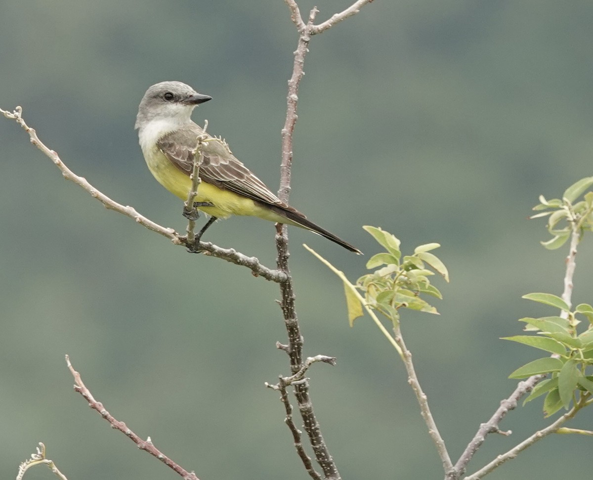 Западный тиранн - ML646606797