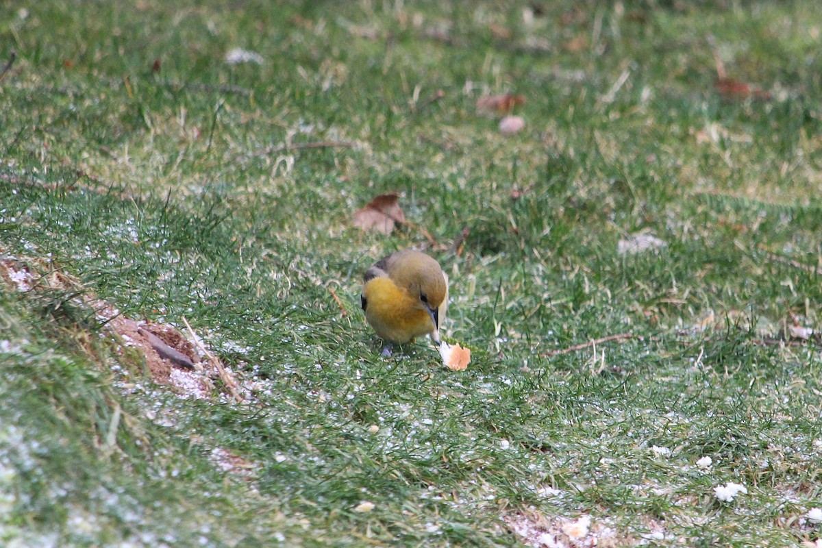 Baltimore Oriole - ML646606798