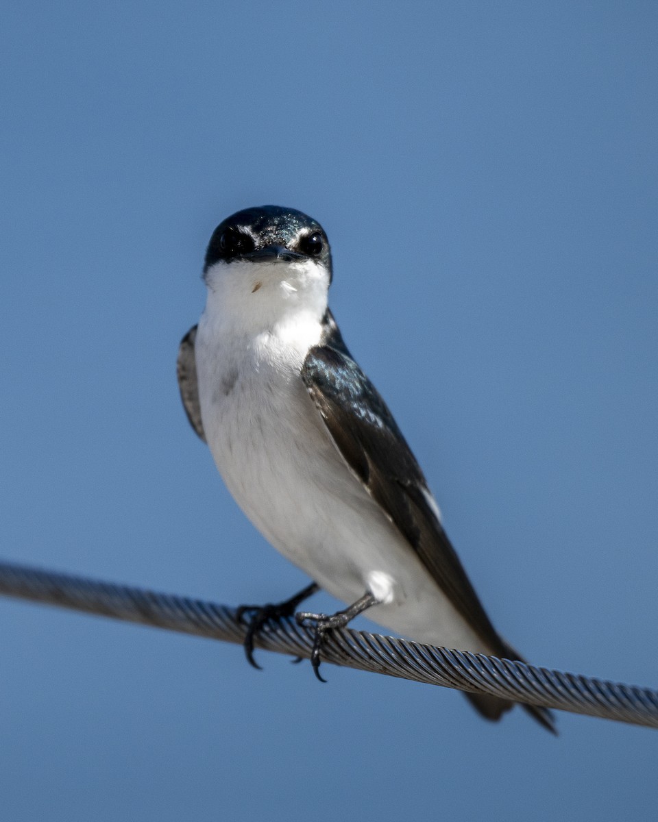 Hirondelle des mangroves - ML646606800