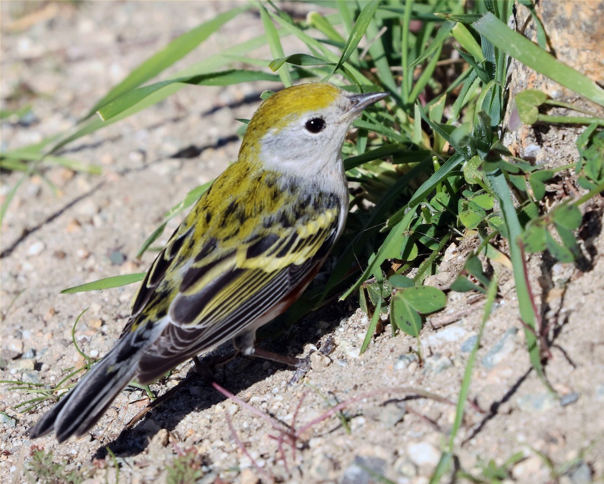 lesňáček rezavoboký - ML646606803