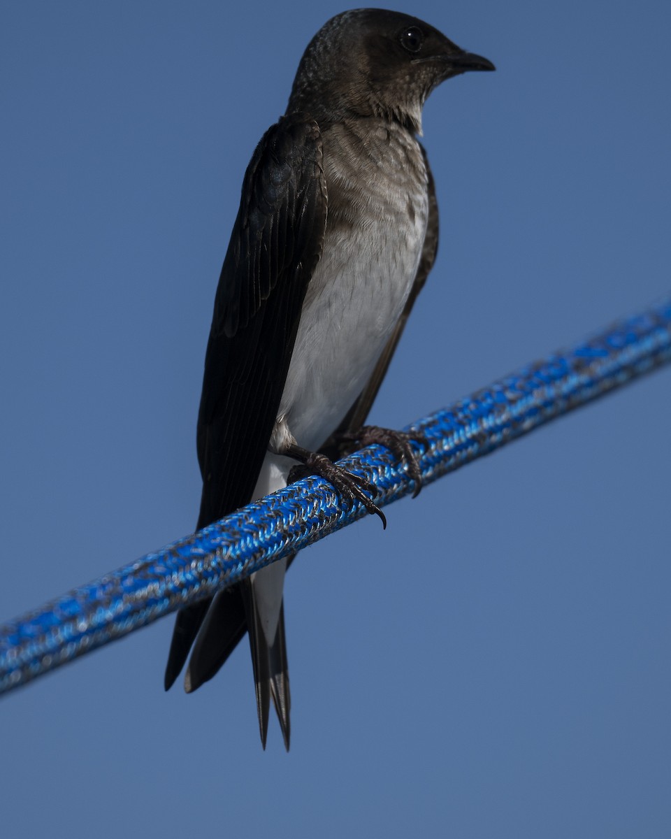 Hirondelle chalybée - ML646606811