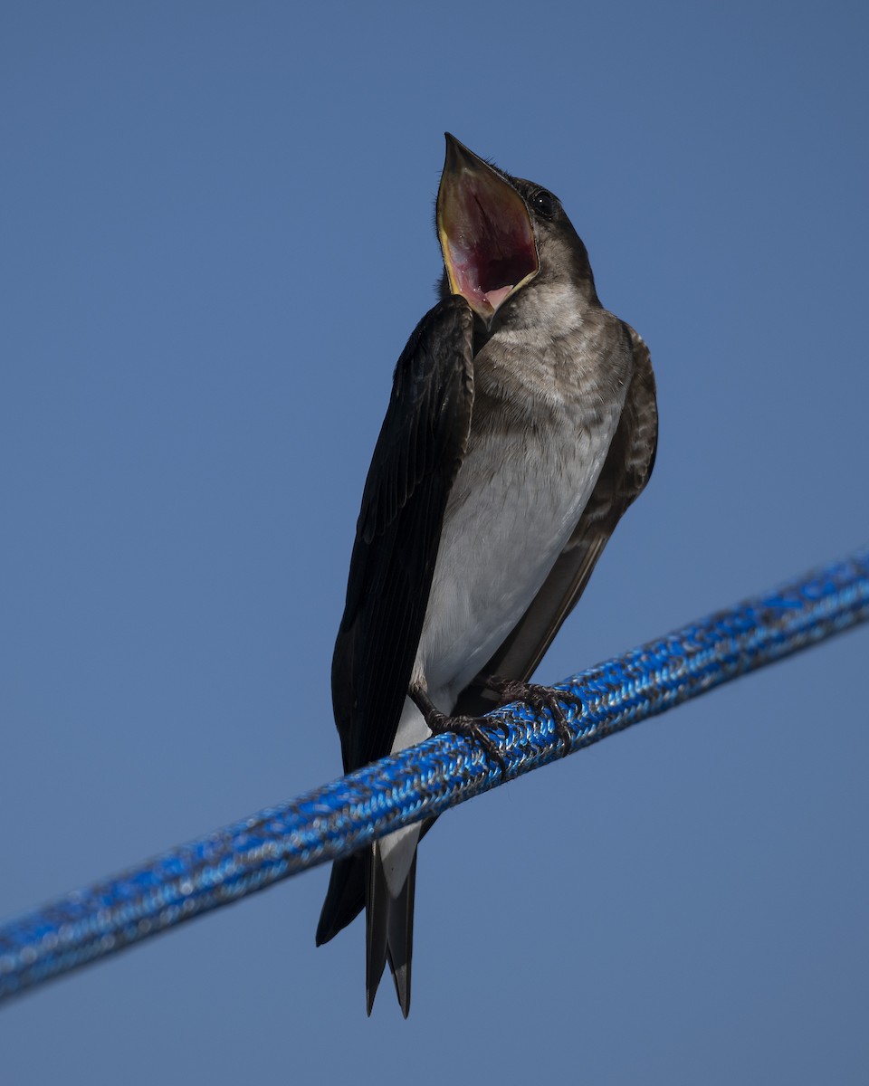 Hirondelle chalybée - ML646606812