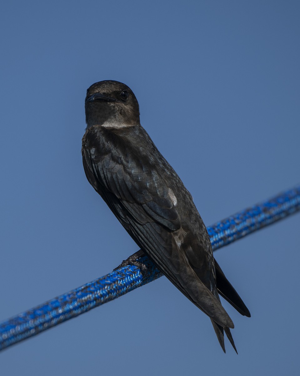 Hirondelle chalybée - ML646606813